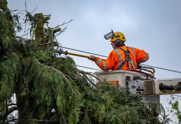 Reliable Ruhenstroth, NV Tree Services Solutions